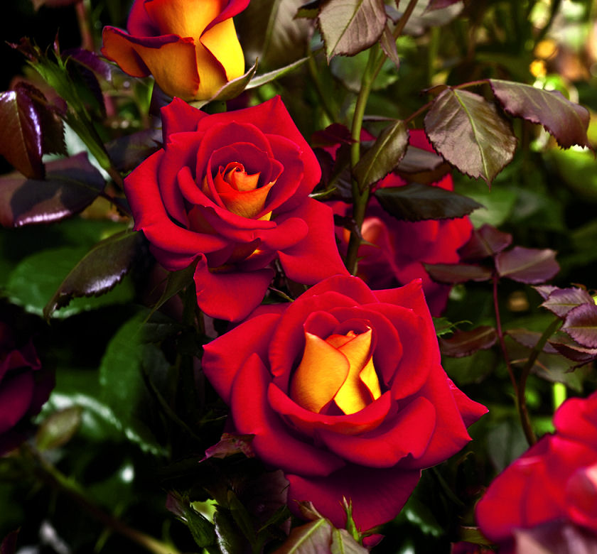 Ketchup & Mustard™ Rose Natorp's Online Plant Store